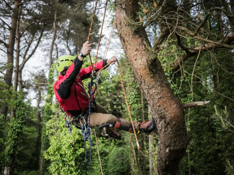 Arborist climbing a tree on rope and harness