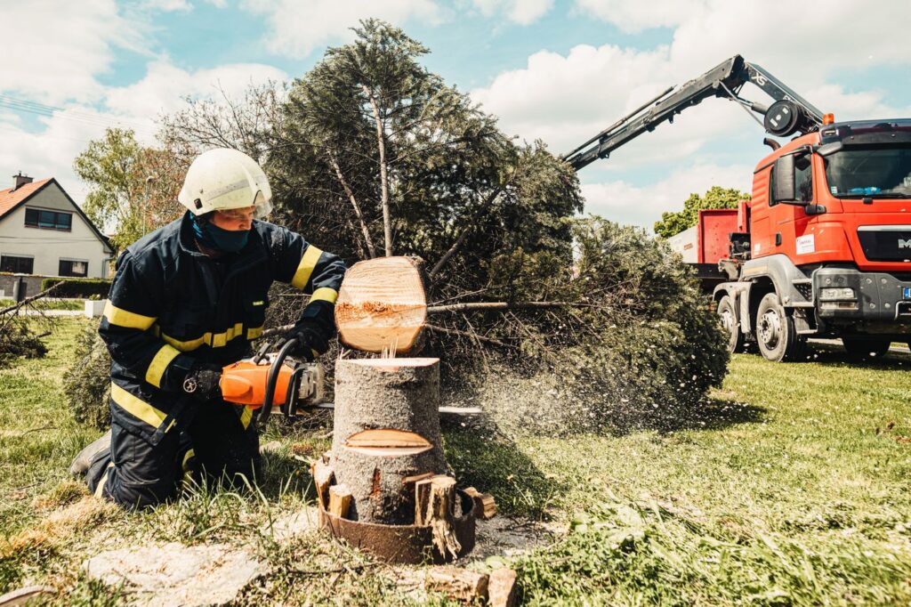 Chainsaw cutting a stump flush to the ground with wood chips flying